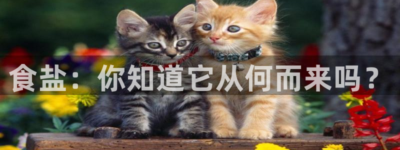 威九国际系列